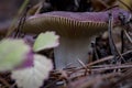 ÃÂ¡loseup of forest autumn edible russula mushrooms in macro Royalty Free Stock Photo